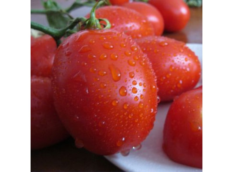 Семена томата Санни F1 (5000 семян), Lark Seeds, детерминантный